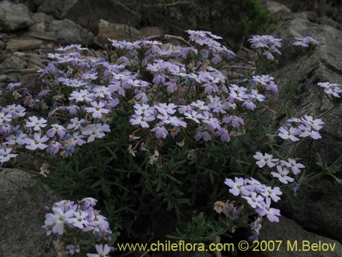 Imágen de Glandularia atacamensis (). Haga un clic para aumentar parte de imágen.