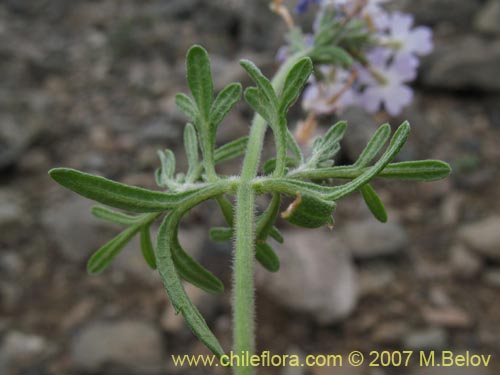 Фотография Glandularia atacamensis (). Щелкните, чтобы увеличить вырез.