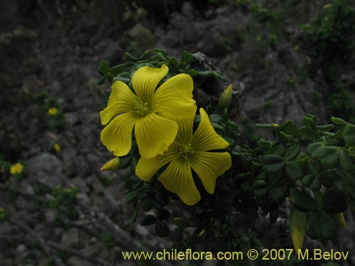 Фотография Oxalis gigantea (). Щелкните, чтобы увеличить вырез.