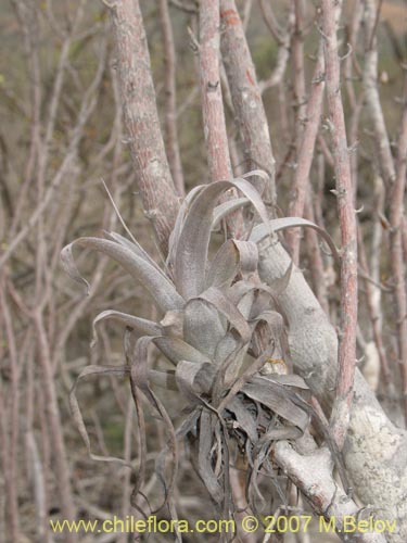 Bild von Tillandsia geissei (). Klicken Sie, um den Ausschnitt zu vergrössern.