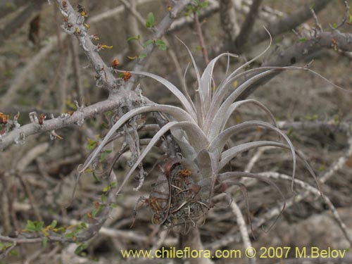 Bild von Tillandsia geissei (). Klicken Sie, um den Ausschnitt zu vergrössern.