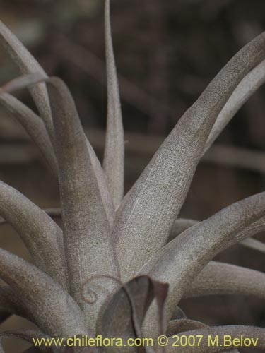 Tillandsia geisseiの写真
