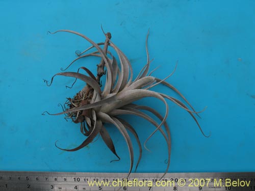 Image of Tillandsia geissei ()