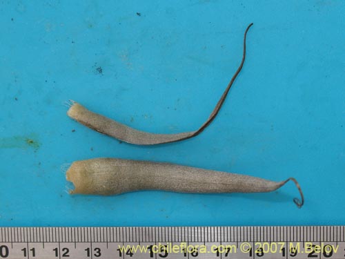 Image of Tillandsia geissei ()