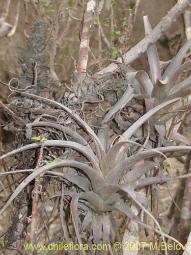 Image of Tillandsia geissei ()