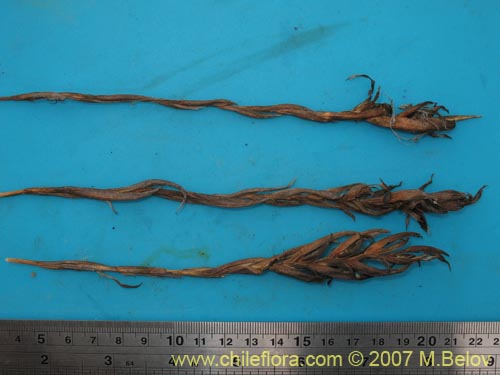 Image of Tillandsia geissei ()