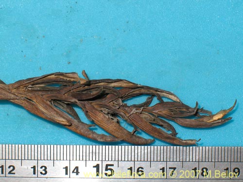 Image of Tillandsia geissei ()