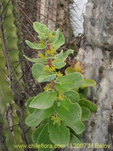 Image of Tetragonia ovata (). Click to enlarge parts of image.