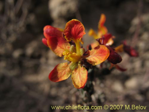 Bild von Dinemandra ericoides (). Klicken Sie, um den Ausschnitt zu vergrössern.