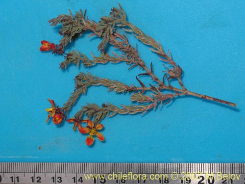 Dinemandra ericoides的照片