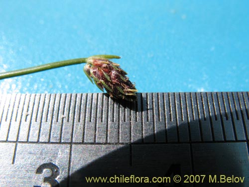 Image of Carex sp. #6922 (). Click to enlarge parts of image.