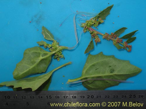 Imágen de Chenopodium sp.   #1504 (). Haga un clic para aumentar parte de imágen.