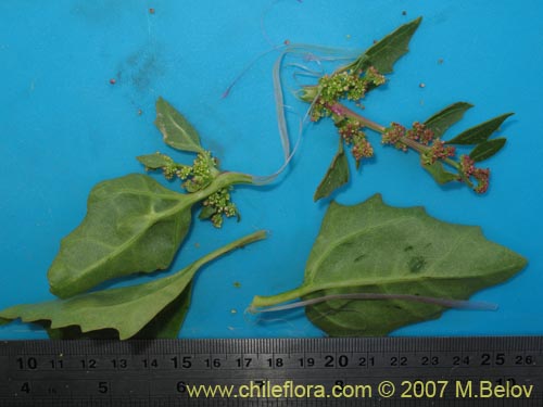 Bild von Chenopodium sp. #1504 (). Klicken Sie, um den Ausschnitt zu vergrössern.