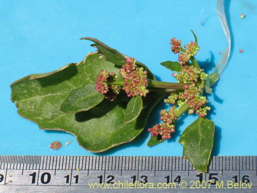 Chenopodium sp. #1504의 사진