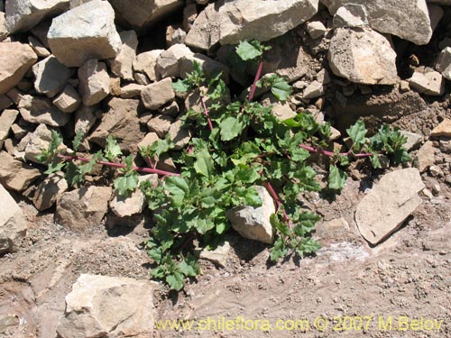 Chenopodium sp. #1504의 사진