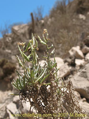 Image of Unidentified Plant sp. #1289 (). Click to enlarge parts of image.
