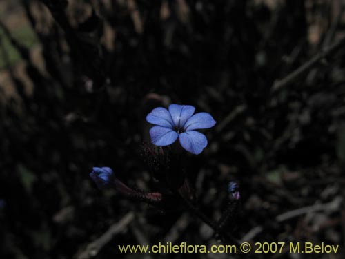 Image of Plumbago caerulea (Plumbago chileno). Click to enlarge parts of image.