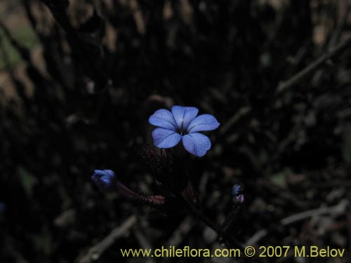 Plumbago caeruleaの写真