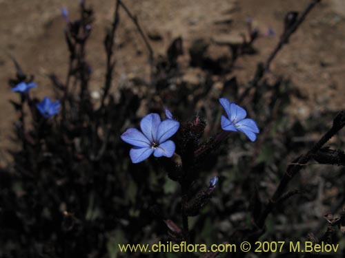 Imágen de Plumbago caerulea (Plumbago chileno). Haga un clic para aumentar parte de imágen.