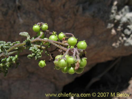 Imágen de Solanum brachyantherum (). Haga un clic para aumentar parte de imágen.