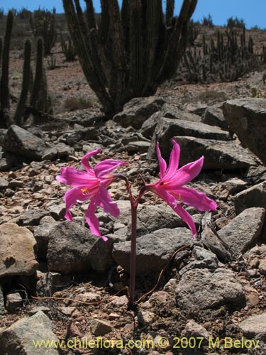 Bild von Rhodophiala laeta (Añañuca rosada). Klicken Sie, um den Ausschnitt zu vergrössern.