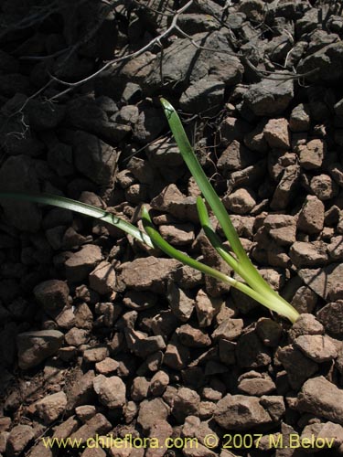 Image of Rhodophiala laeta (Añañuca rosada). Click to enlarge parts of image.