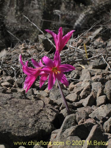 Bild von Rhodophiala laeta (Añañuca rosada). Klicken Sie, um den Ausschnitt zu vergrössern.