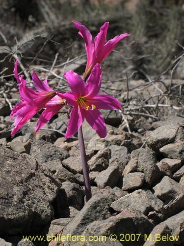 Image of Rhodophiala laeta (Añañuca rosada). Click to enlarge parts of image.