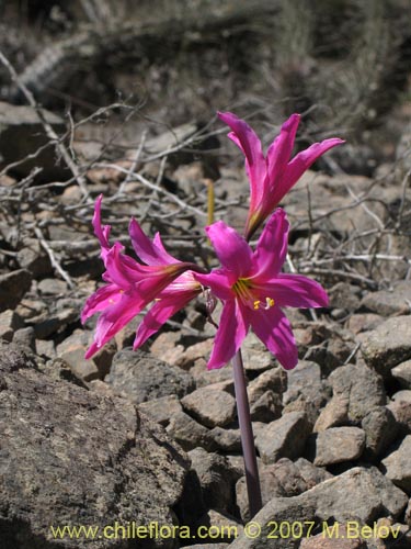 Image of Rhodophiala laeta (Añañuca rosada). Click to enlarge parts of image.