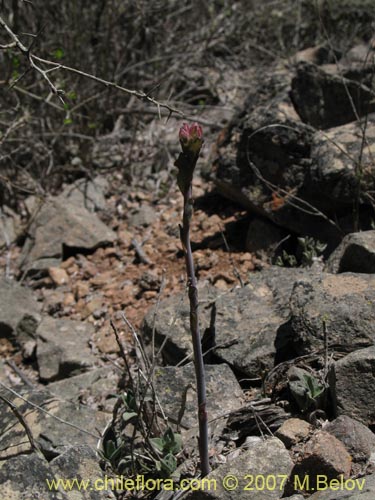 Image of Alstroemeria violacea (Lirio del campo). Click to enlarge parts of image.