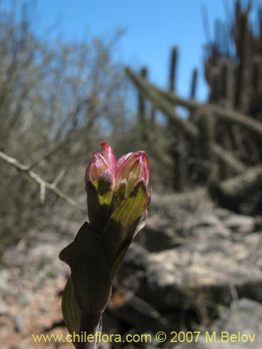 Image of Alstroemeria violacea (Lirio del campo). Click to enlarge parts of image.