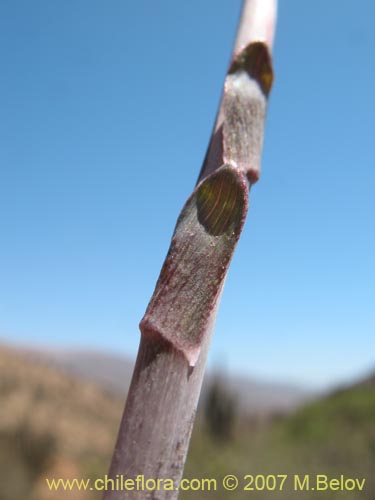 Image of Alstroemeria violacea (Lirio del campo). Click to enlarge parts of image.