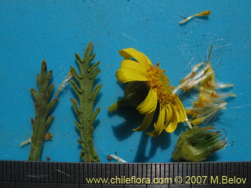 Senecio sp. #1279의 사진