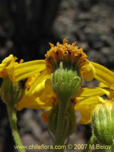 Senecio sp. #1279の写真