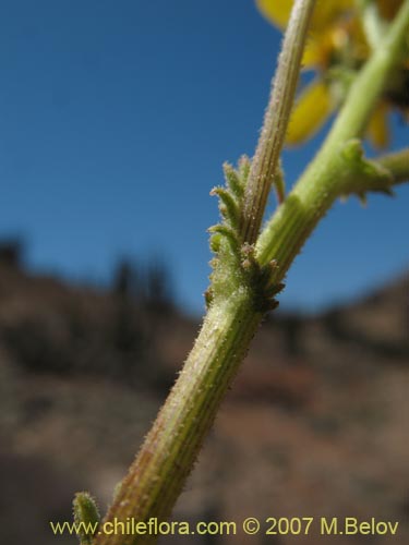 Фотография Senecio sp. #1279 (). Щелкните, чтобы увеличить вырез.