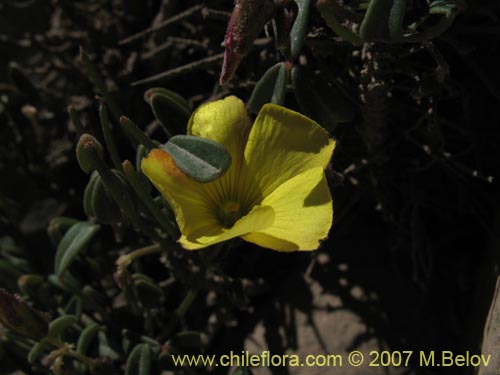 Imágen de Oxalis sp. #1290 (). Haga un clic para aumentar parte de imágen.