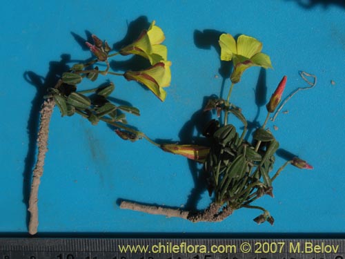 Image of Oxalis sp. #1290 (). Click to enlarge parts of image.