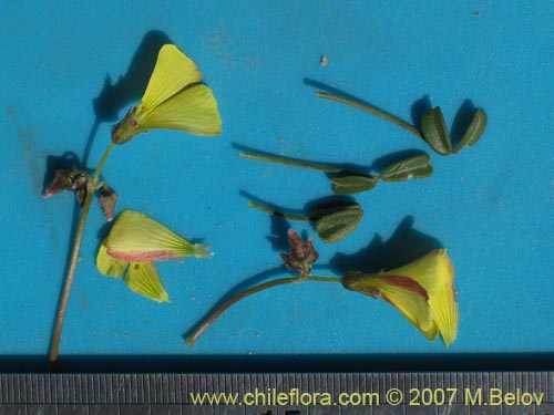 Image of Oxalis sp. #1290 (). Click to enlarge parts of image.