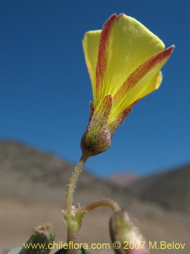 Oxalis sp. #1290の写真