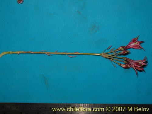 Alstroemeria hookeri ssp. recumbens的照片