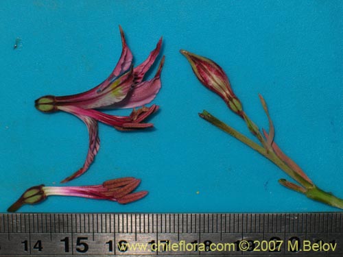 Image of Alstroemeria hookeri ssp. recumbens (). Click to enlarge parts of image.