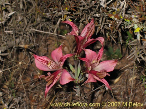 Фотография Alstroemeria hookeri ssp. recumbens (). Щелкните, чтобы увеличить вырез.