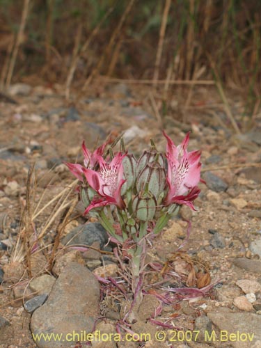 Image of Alstroemeria hookeri ssp. recumbens (). Click to enlarge parts of image.