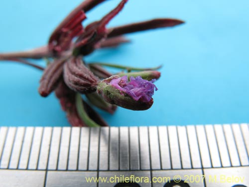Image of Clarkia tenella (Sangre de toro / Inutil / Huasita). Click to enlarge parts of image.