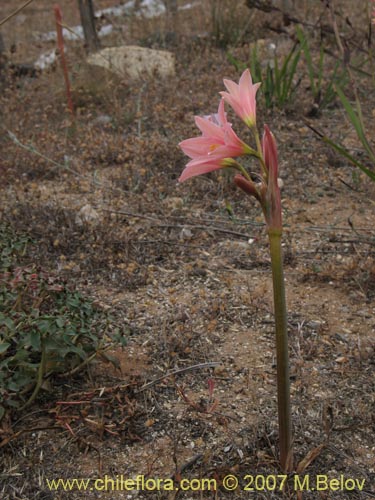 Фотография Rhodophiala advena (). Щелкните, чтобы увеличить вырез.