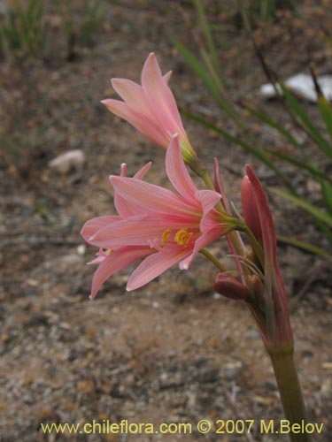 Фотография Rhodophiala advena (). Щелкните, чтобы увеличить вырез.