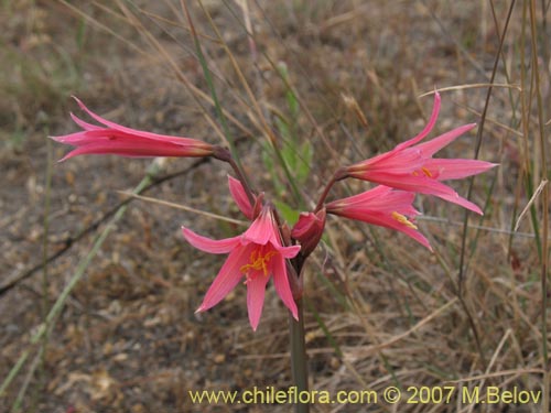 Фотография Rhodophiala advena (). Щелкните, чтобы увеличить вырез.