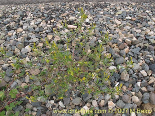 Bild von Melilotus officinalis (). Klicken Sie, um den Ausschnitt zu vergrössern.