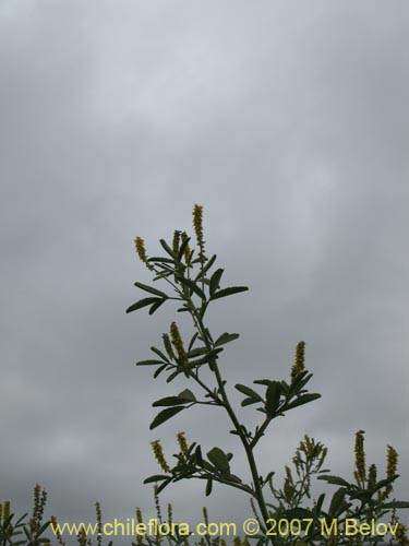 Image of Melilotus officinalis (). Click to enlarge parts of image.