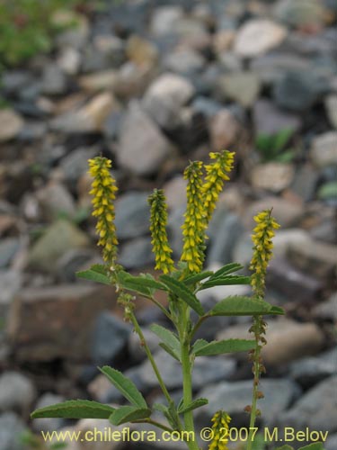 Image of Melilotus officinalis (). Click to enlarge parts of image.